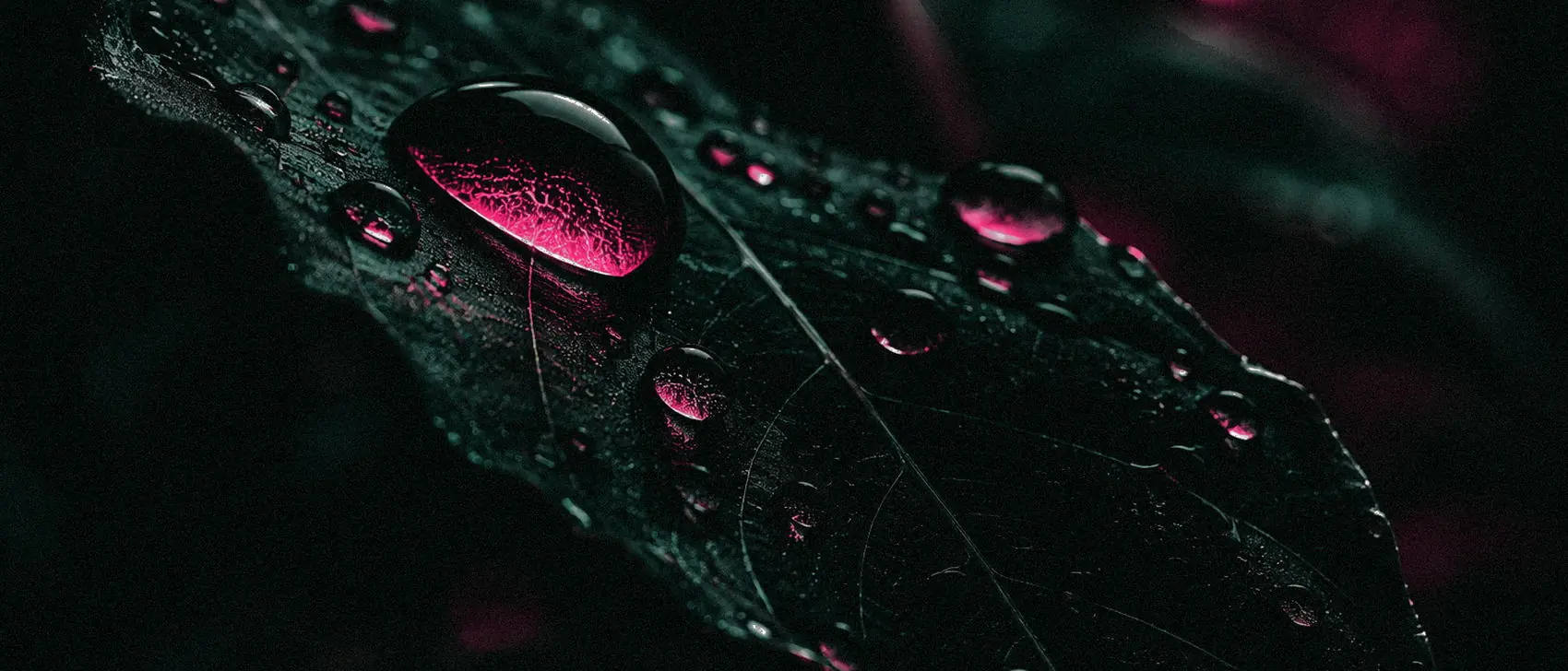 Uma folha escura na diagonal coberta de gotas d'água; a maior delas concentra uma luz magenta.